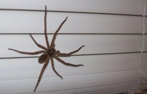 Southern wood spider